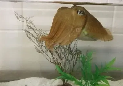 Cuttlefish, cephalopod, mollusk, mollusca, animal behavior, marshmallow test, cognition, intelligence, evolution